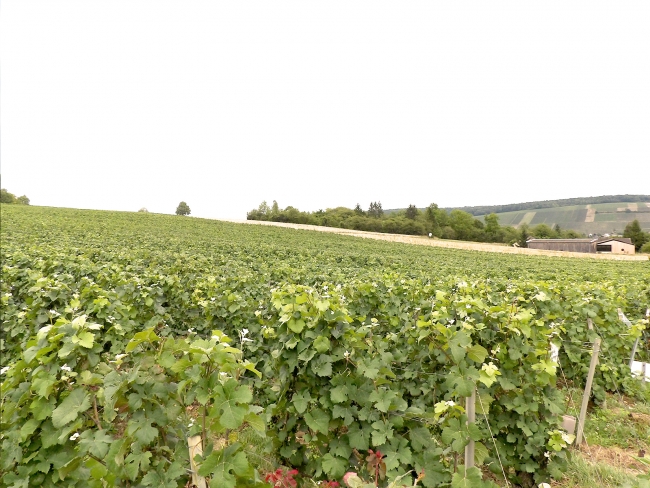 Champagne DELHOMME - 