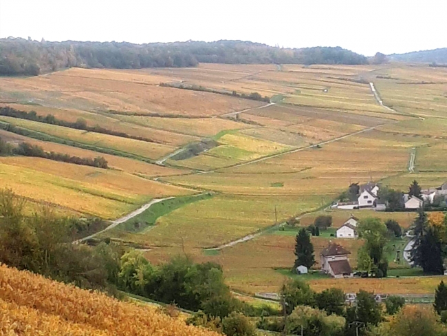 Champagne DELHOMME - 